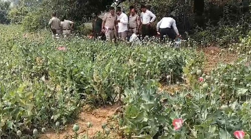 दुर्ग, बलरामपुर के बाद अब रायगढ़ में पकड़ी गई अफीम की खेती, पुलिस हिरासत में झारखंड का एक आरोपी