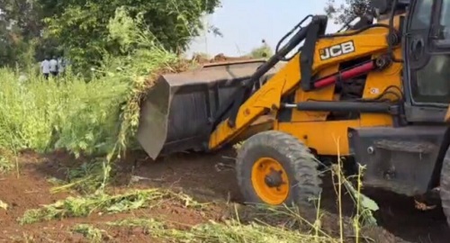 अवैध अफीम खेती मामले में अब बड़ा एक्शन, भाजपा नेता के फसल पर चला बुलडोजर