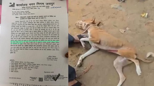 छत्तीसगढ़ में कुत्तों की नसबंदी अभियान पर गंभीर सवाल, ऑपरेशन के बाद मौतें और अनियमितताओं के आरोप